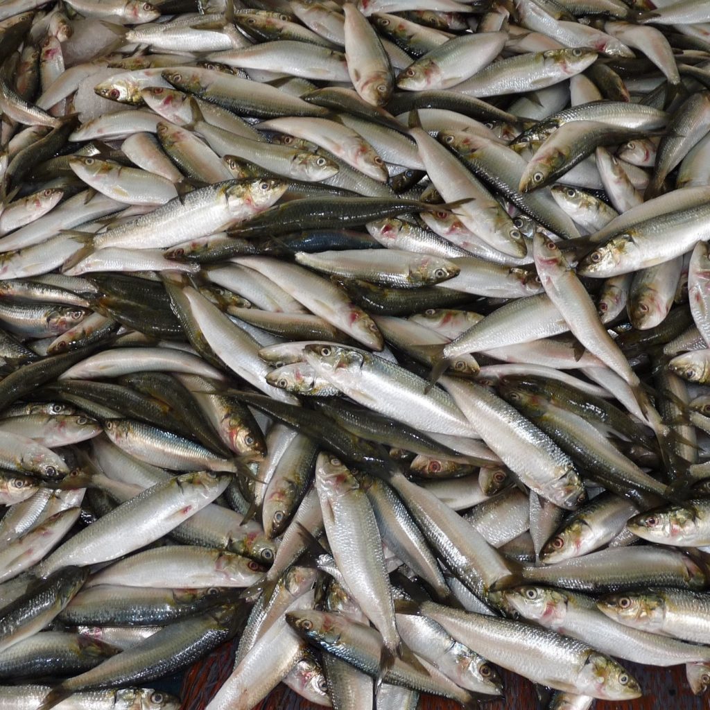 La industria de harina y aceite de pescado es un componente vital en la cadena alimentaria global,